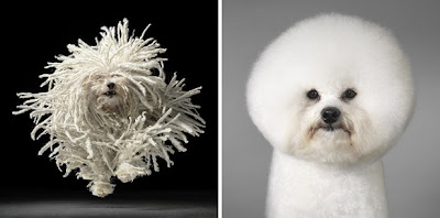>Tim Flach - Dog Gods - FTCMag